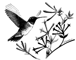 Black-chinned Hummingbird