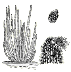 illustration of an organ pipe cactus