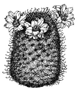 Illustration of a fishhook pincushion cactus