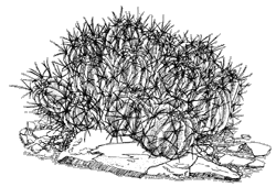 Illustration of a many-headed barrel cactus