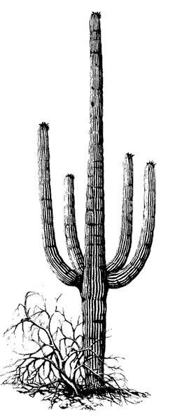 Illustration of a saguaro