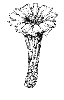 Illustration of a saguaro flower