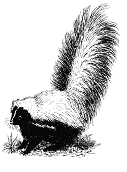 Illustration of hooded skunk