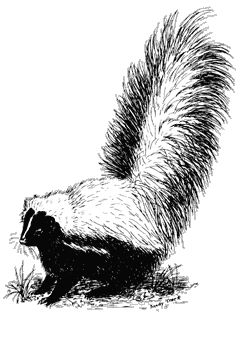 Illustration of hooded skunk