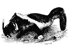 Illustration of a striped skunk