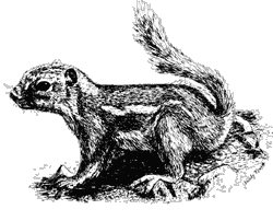 Illustration of a Harris' Antelope Squirrel