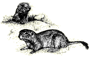 Illustration of a Round-tailed ground squirrel