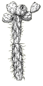 Illustration of staghorn cholla