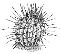 Illustration of a Straight-spined barrel cactus