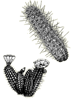 Illustration of a strawberry hedgehog