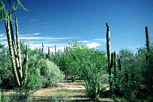 Photo of typical thornscrub