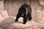 Thumbnail of bear_20150327_02.jpg