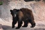 Thumbnail of bear_20150327_03.jpg