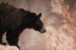 Thumbnail of bear_20150327_04.jpg