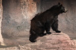 Thumbnail of bear_20150327_05.jpg