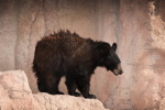 Thumbnail of bear_20150327_06.jpg