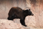 Thumbnail of bear_20150327_07.jpg