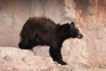 Thumbnail of bear_20150327_07.jpg