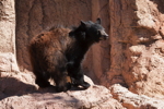 Thumbnail of bear_20150329_02.jpg