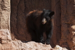 Thumbnail of bear_20150329_04.jpg