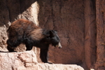 Thumbnail of bear_20150329_06.jpg