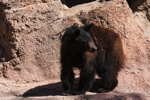 Thumbnail of bear_20150329_08.jpg