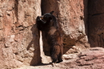 Thumbnail of bear_20150329_09.jpg