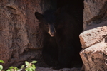 Thumbnail of bear_20150329_10.jpg