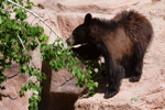 Thumbnail of bear_20150329_13.jpg