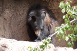 Thumbnail of bear_20150330_02.jpg