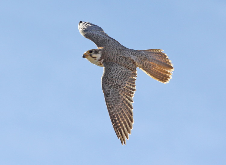 Prairie Falcon – Sonoran Images