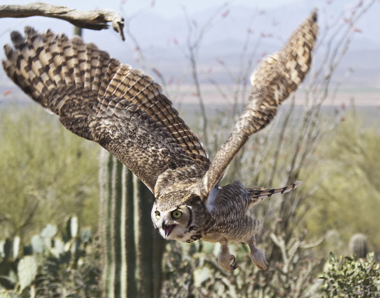 Great Horned Owl by Walt Thomas