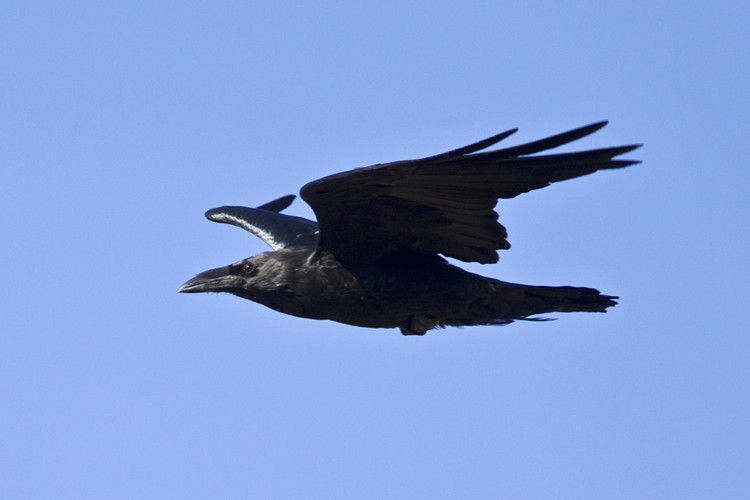Chihuahuan Raven by Ned Harris