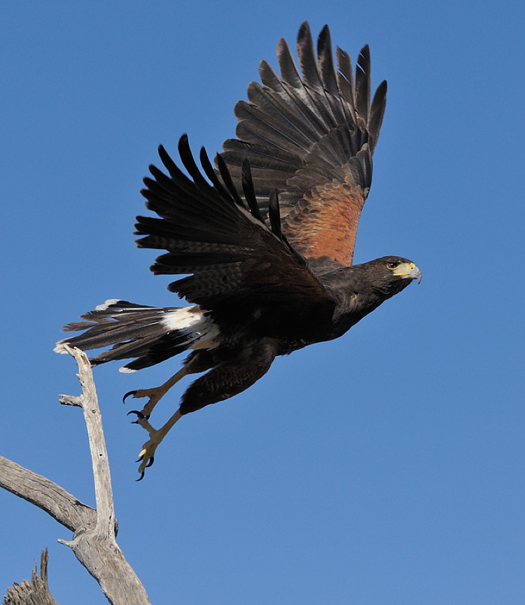 Harris's Hawk by Mike Wilson