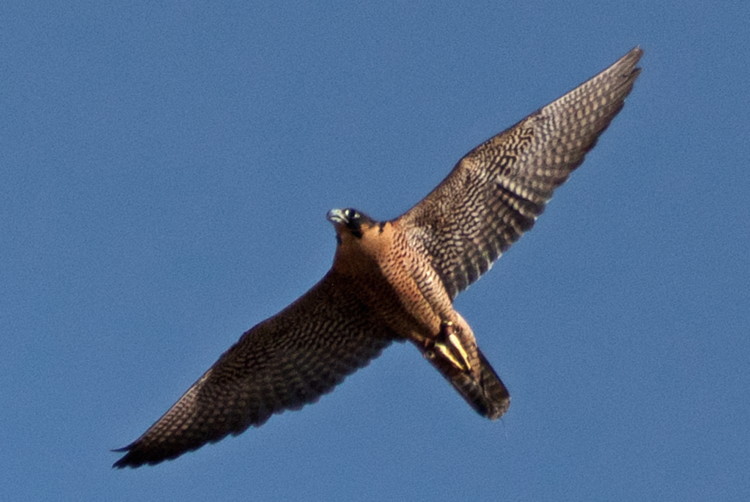 all about peregrine falcons