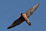 Thumbnail of Peregrine2-IanCollier.jpg