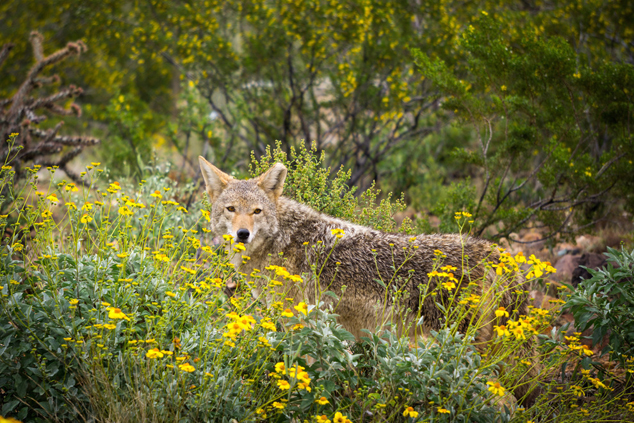 Coyote on the Desert Loop Trail