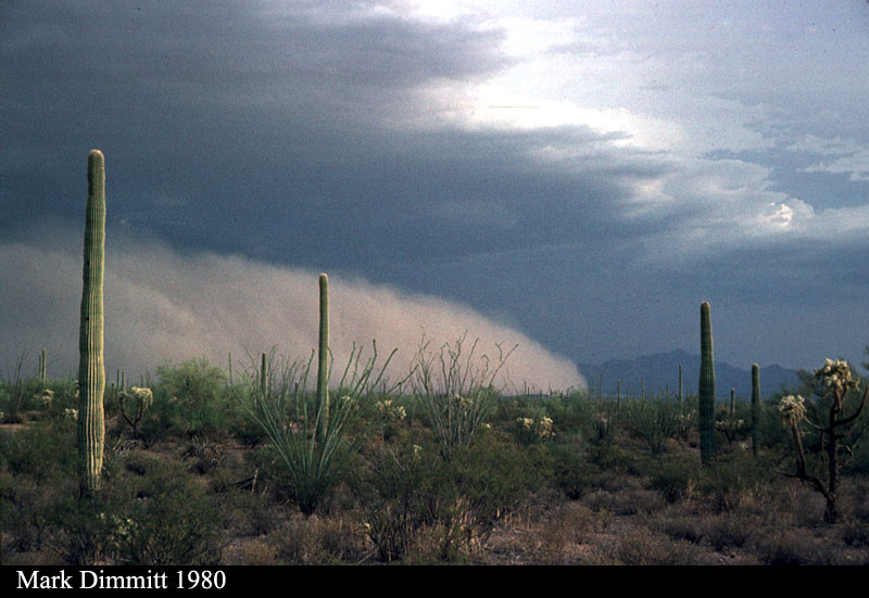 Sonoran Desert Dust Storm At Organ Pipe
