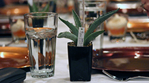 Tequila glasses next to an agave plant on a table