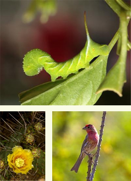 Catapiller, flower and bird