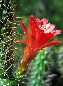 Red Flower in the Desert