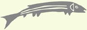 Fish graphic