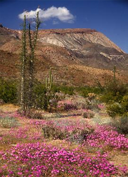 Pink Flowers in the Desert