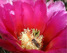 Catapiller, flower and bird