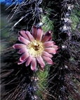 Pink Cactus Flower