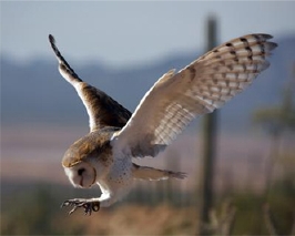 Ty the Barn Owl