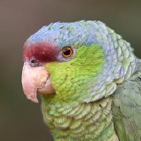 Parrot