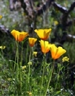 Yellow Flowers