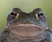 Toad