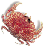 Crab